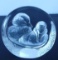 SIGNED Mats Jonasson Ducklings Crystal Etched Paperweight Sculpture - Sweden