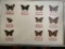 Framed Butterfly Collection