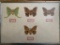 Framed Butterfly Collection