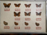 Framed Butterfly Collection