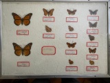 Framed Butterfly Collection