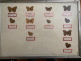 Framed Butterfly Collection