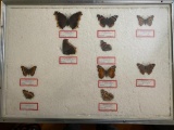 Framed Butterfly Collection