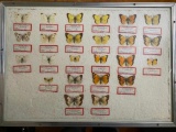 Framed Butterfly Collection