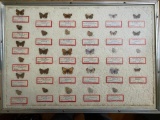 Framed Butterfly Collection