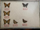 Framed Butterfly Collection