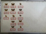 Framed Butterfly Collection