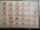 Framed Butterfly Collection