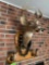 8 Point Deer Head Taxidermy Mount with Hooves