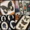 Vintage Butterfly Taxidermy Butterflies and...1970's Walt Disney World Art Work Shadow Portraits