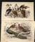 (2) Vintage Wildlife Bird Prints