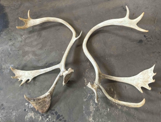 (1) Set of Caribou Antlers-See Pics