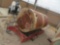 Diesel tank