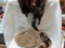 Lot of 2 Vintage Mink Schal and Raccoon Hat