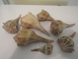 Lot of 7 Large Seashells