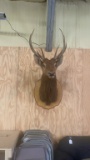 10 Point Red Stag mount