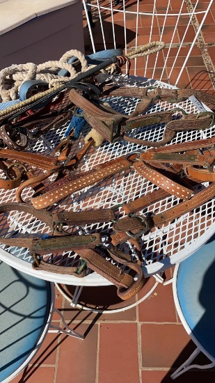 Lot of Halters, chaps, grooming brushes