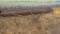 Stalk Cutter