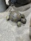 Stone turtle