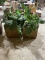 2 artificial plants in square wooden planters