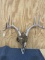 10 pt deer skull