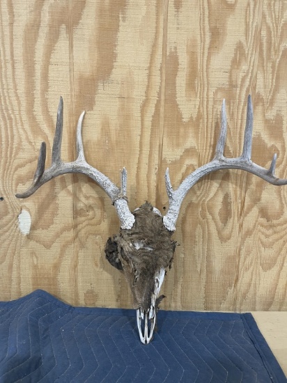 10 pt deer skull
