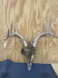 10 pt deer skull