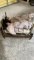 Doll beds & dolls