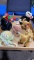 Box of 7 Ty Beanie Babies Collection