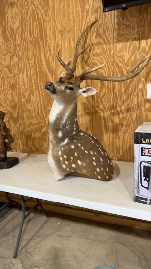 Axis deer mount