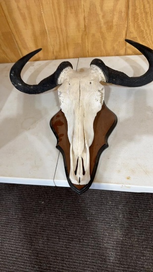 Skull mount