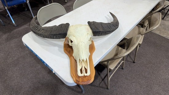 Skull mount