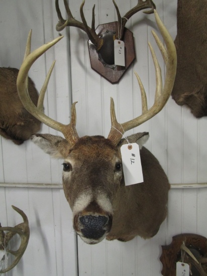 Shoulder Mount Buck