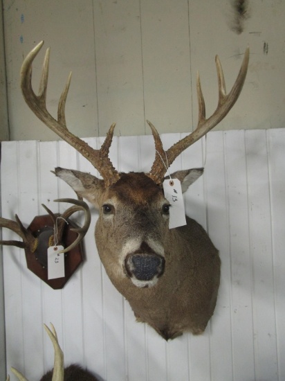 Shoulder Mount Buck