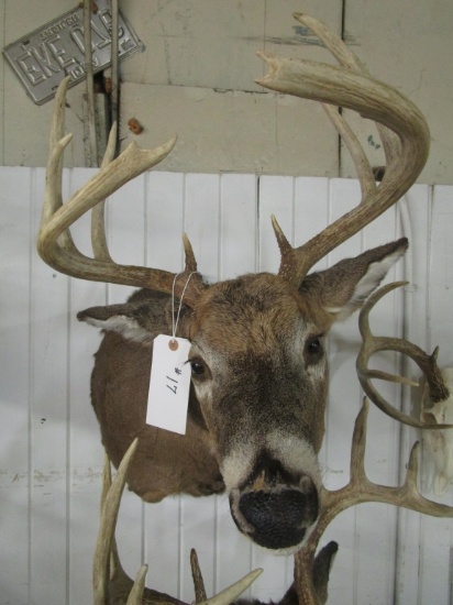 Shoulder Mount Buck