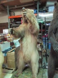 Bear Taxidermy-Standing Brown Bear