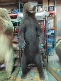 Bear Taxidermy-Standing Bear Brown