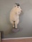 Half Body Mountain Goat on artificial rock base.