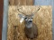 Shoulder Mount Whitetail 4x4 Nice clean mount