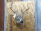 Shoulder Mount 4x6 Whitetail Heavily Beaded & unusual antler Great short hair cape Extra Nice Clean