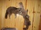 2 Full body Mount Raccoons On A Log 41
