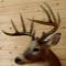 10 pt Shoulder Mount Whitetail SCI 142