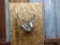 Shoulder Mount Whitetail 5x5 Sneak pose nice cape Nice Clean Mount