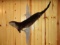 NICE Full Body Mount Otter In Swimming Pose Thick Prime Fur 37