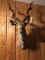 African Kudu Shoulder Mount 65” tall 33” wide 35” deep 45” right horn 46 “ left horn