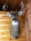 5x5 Shoulder Mount Whitetail
