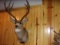 Shoulder Mount Mule Deer 4x5 18.5