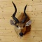 African Sitatunga Shoulder Mount Full Sneak Pose Horns