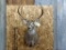 Shoulder Mount Whitetail 4x3 Short Hair Cape Nice Clean Mount