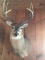4x4 Whitetail Shoulder Mount Tall tines